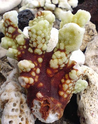 Beaut du corail apport par la houle sur la plage de Grand-Anse