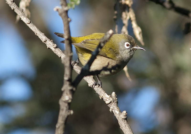Les Oiseaux verts sont de retour dans le massif du volcan